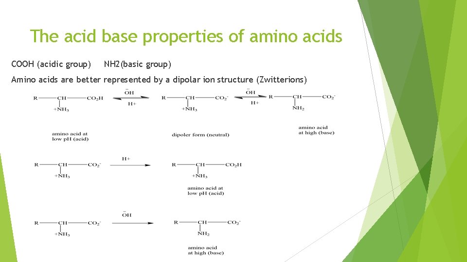 The acid base properties of amino acids COOH (acidic group) NH 2(basic group) Amino