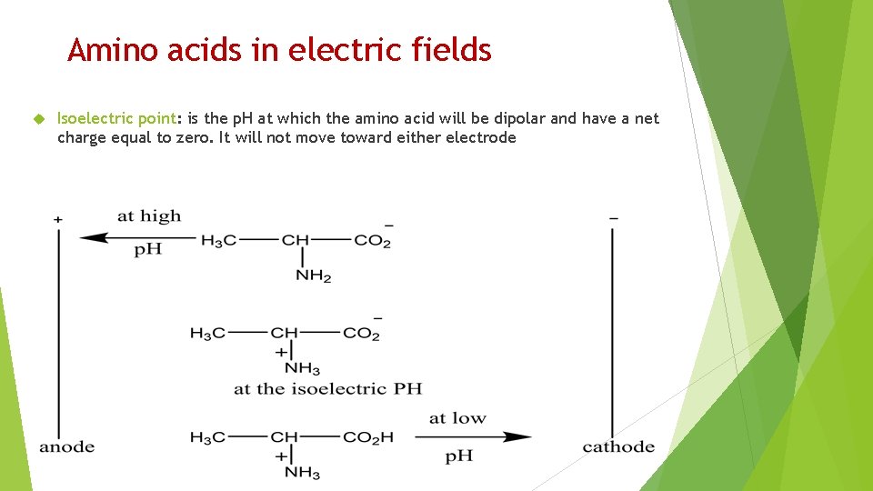 Amino acids in electric fields Isoelectric point: is the p. H at which the