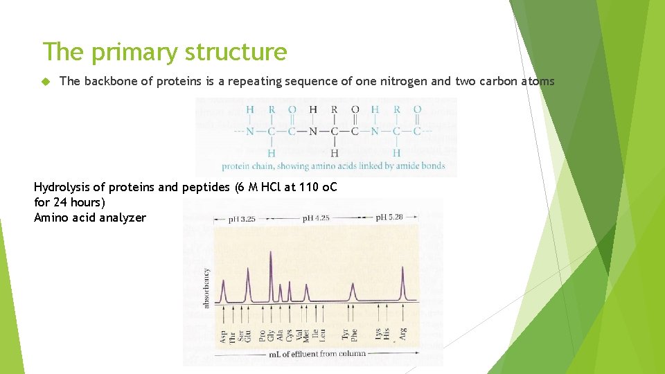 The primary structure The backbone of proteins is a repeating sequence of one nitrogen