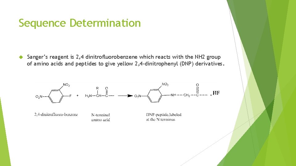 Sequence Determination Sanger’s reagent is 2, 4 dinitrofluorobenzene which reacts with the NH 2