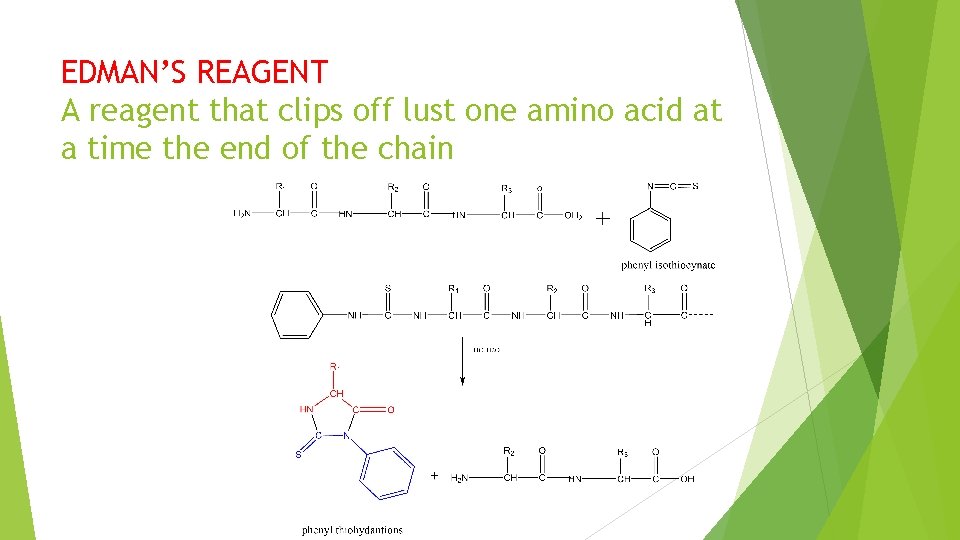 EDMAN’S REAGENT A reagent that clips off lust one amino acid at a time