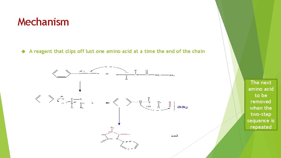 Mechanism A reagent that clips off lust one amino acid at a time the