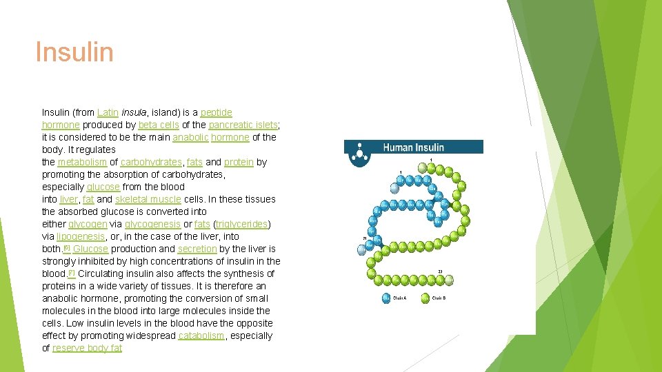 Insulin (from Latin insula, island) is a peptide hormone produced by beta cells of