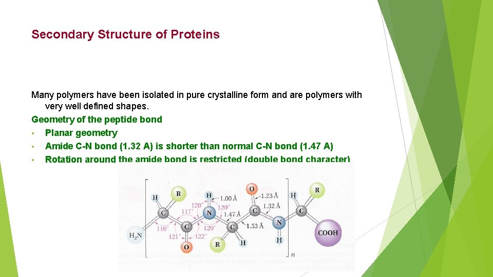 Secondary Structure of Proteins Many polymers have been isolated in pure crystalline form and