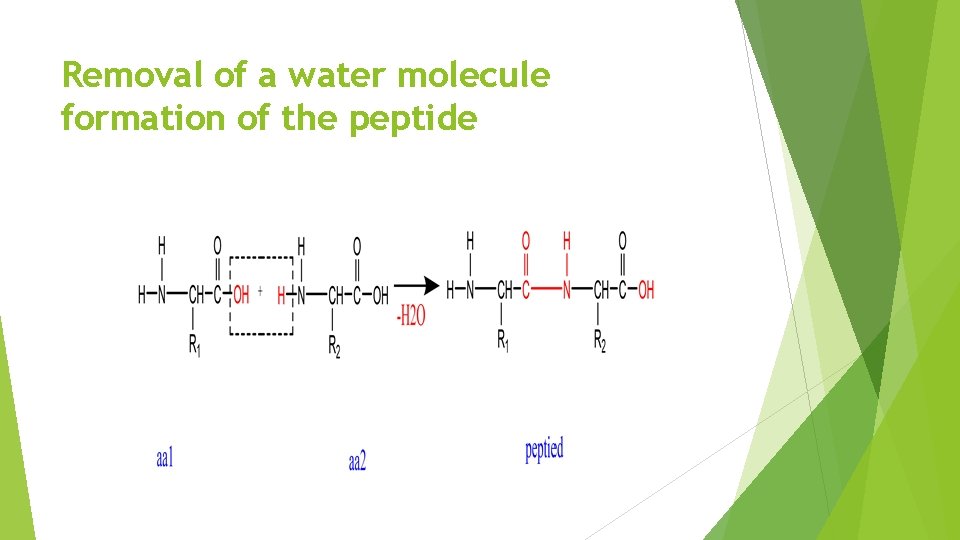 Removal of a water molecule formation of the peptide 