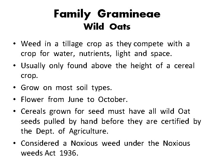 Family Gramineae Wild Oats • Weed in a tillage crop as they compete with