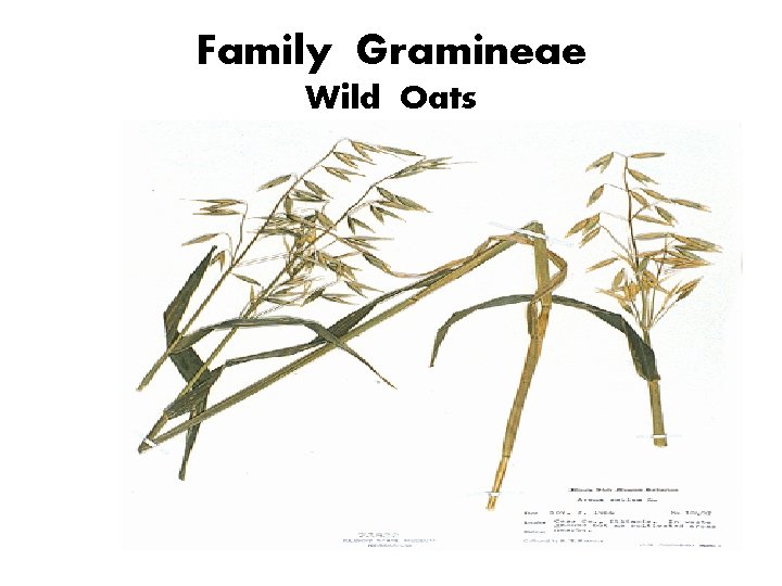 Family Gramineae Wild Oats 