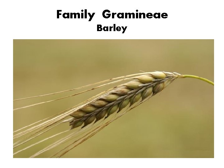 Family Gramineae Barley 