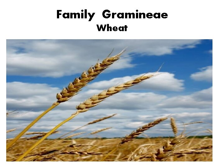 Family Gramineae Wheat 