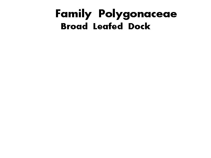 Family Polygonaceae Broad Leafed Dock 