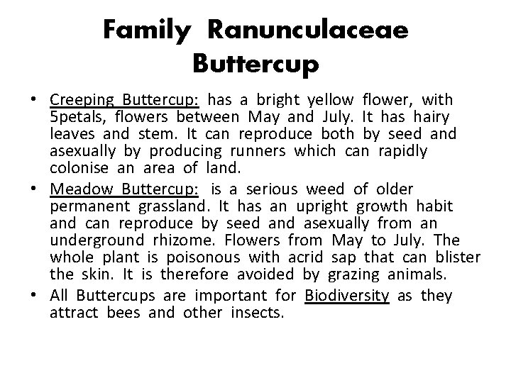 Family Ranunculaceae Buttercup • Creeping Buttercup: has a bright yellow flower, with 5 petals,