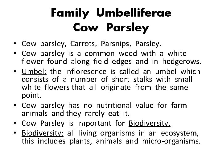 Family Umbelliferae Cow Parsley • Cow parsley, Carrots, Parsnips, Parsley. • Cow parsley is