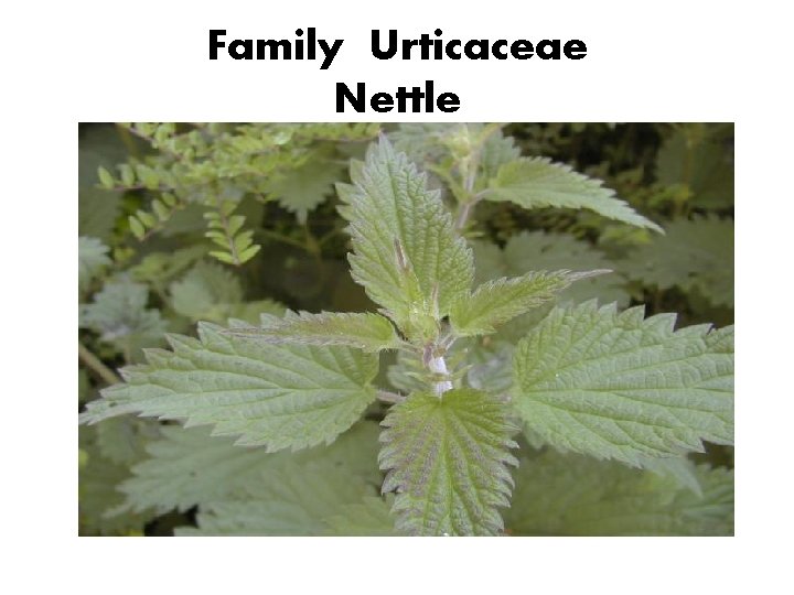 Family Urticaceae Nettle 