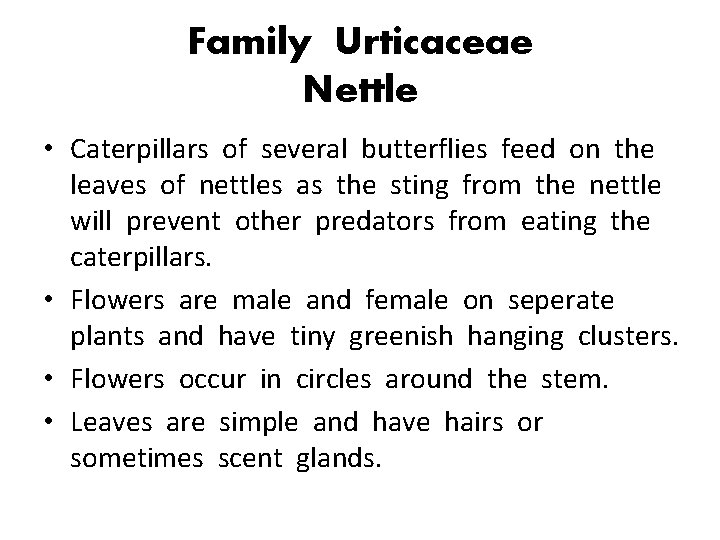 Family Urticaceae Nettle • Caterpillars of several butterflies feed on the leaves of nettles