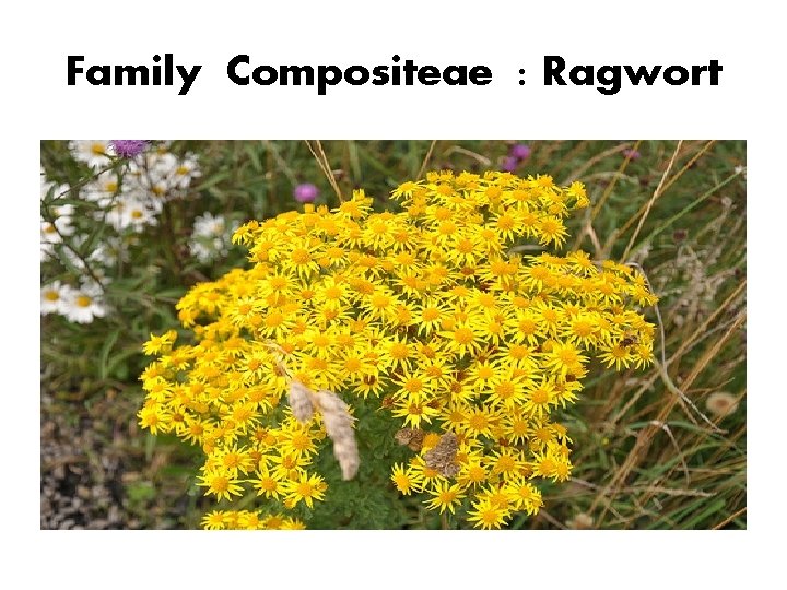 Family Compositeae : Ragwort 