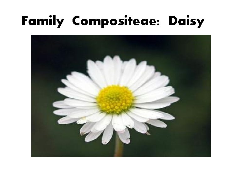 Family Compositeae: Daisy 