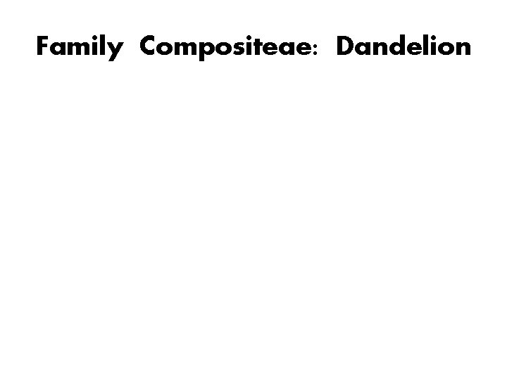 Family Compositeae: Dandelion 