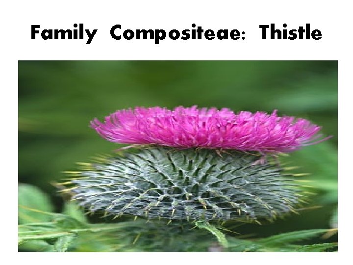 Family Compositeae: Thistle 