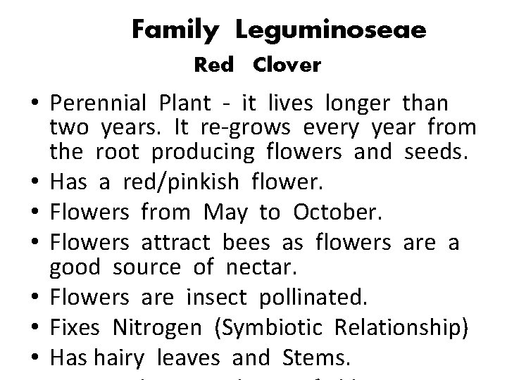 Family Leguminoseae Red Clover • Perennial Plant - it lives longer than two years.