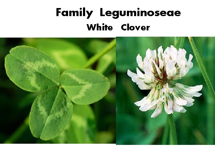 Family Leguminoseae White Clover 