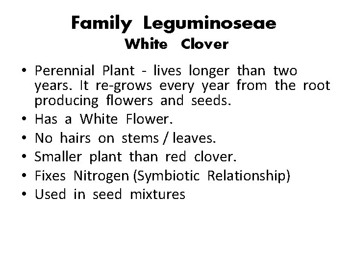 Family Leguminoseae White Clover • Perennial Plant - lives longer than two years. It