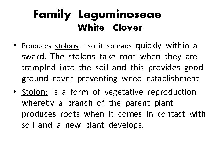 Family Leguminoseae White Clover • Produces stolons - so it spreads quickly within a