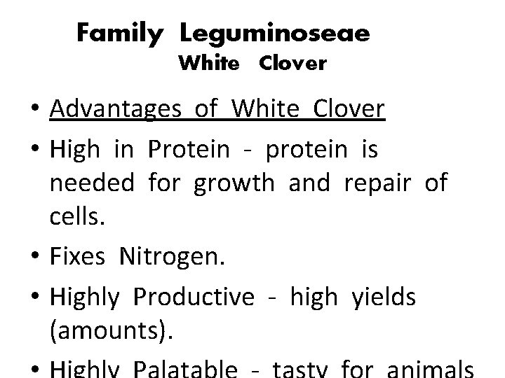 Family Leguminoseae White Clover • Advantages of White Clover • High in Protein -