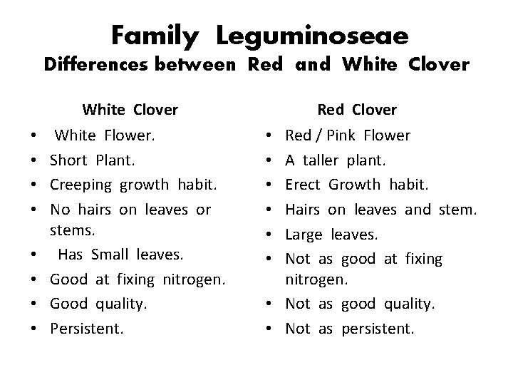 Family Leguminoseae Differences between Red and White Clover • • White Flower. Short Plant.