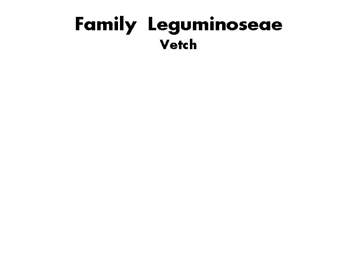 Family Leguminoseae Vetch 