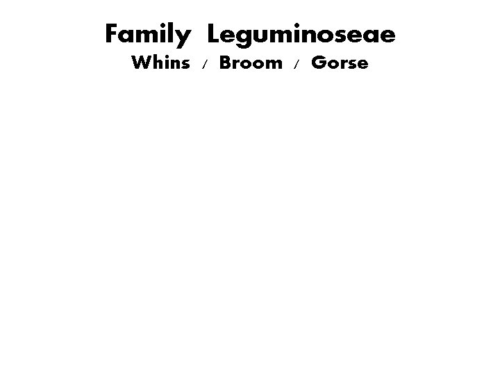 Family Leguminoseae Whins / Broom / Gorse 