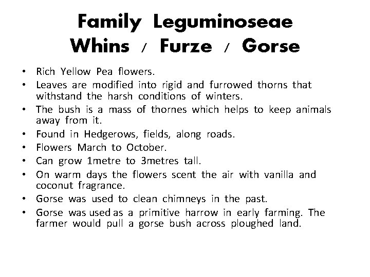 Family Leguminoseae Whins / Furze / Gorse • Rich Yellow Pea flowers. • Leaves