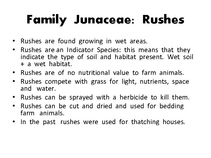 Family Junaceae: Rushes • Rushes are found growing in wet areas. • Rushes are