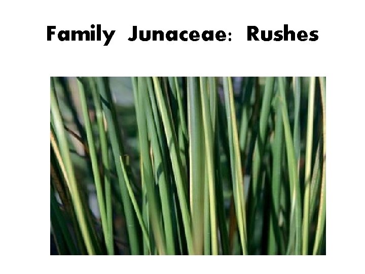 Family Junaceae: Rushes 