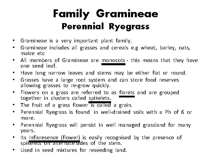 Family Gramineae Perennial Ryegrass • Gramineae is a very important plant family. • Gramineae