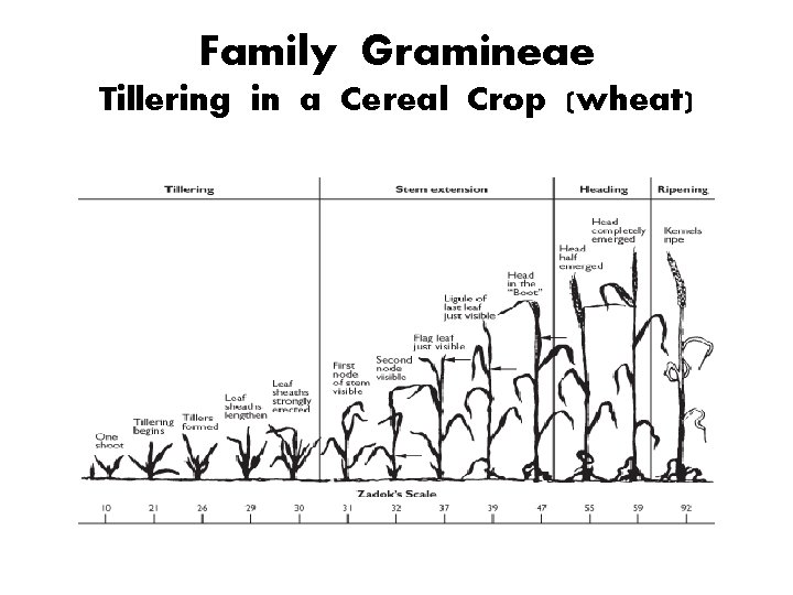 Family Gramineae Tillering in a Cereal Crop (wheat) 