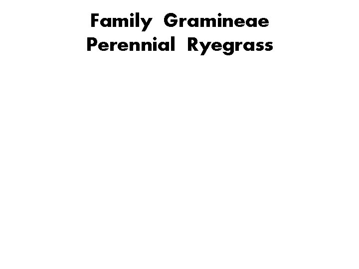 Family Gramineae Perennial Ryegrass 