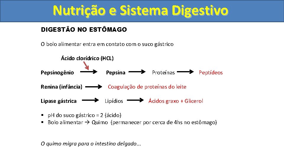 Nutrição ee Sistema Digestivo DIGESTÃO NO ESTÔMAGO O bolo alimentar entra em contato com