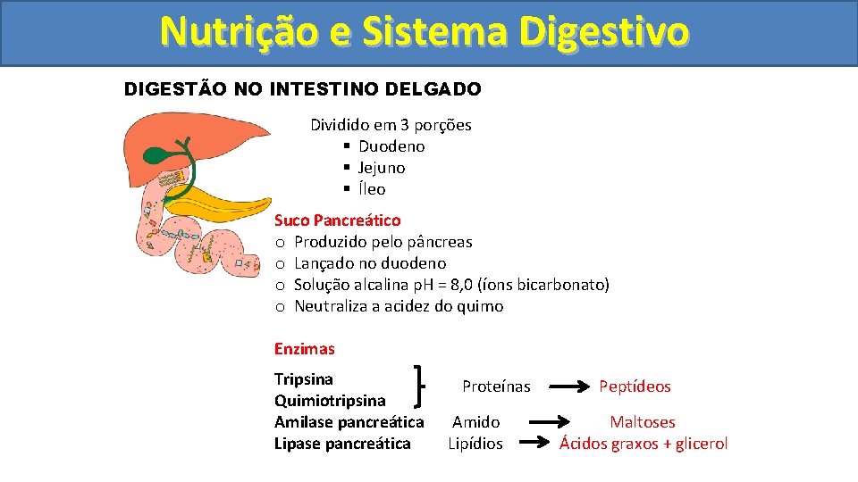 Nutrição ee Sistema Digestivo DIGESTÃO NO INTESTINO DELGADO Dividido em 3 porções § Duodeno