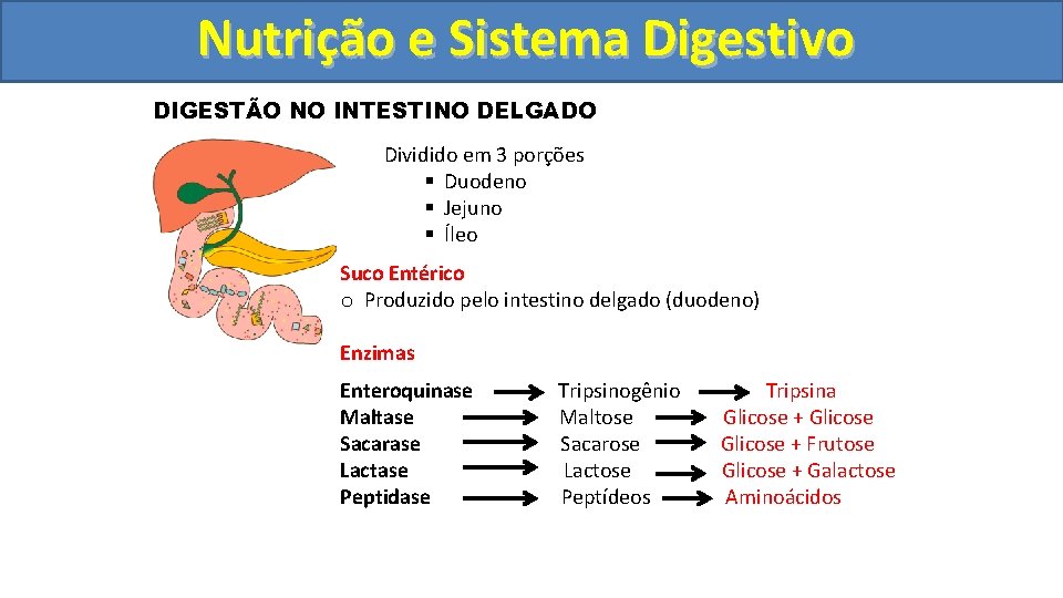 Nutrição ee Sistema Digestivo DIGESTÃO NO INTESTINO DELGADO Dividido em 3 porções § Duodeno