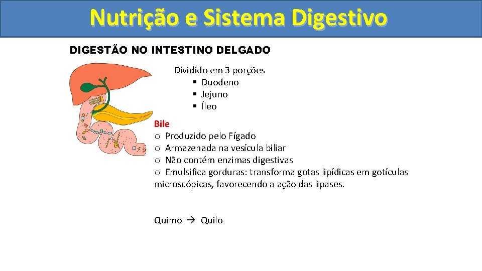 Nutrição ee Sistema Digestivo DIGESTÃO NO INTESTINO DELGADO Dividido em 3 porções § Duodeno