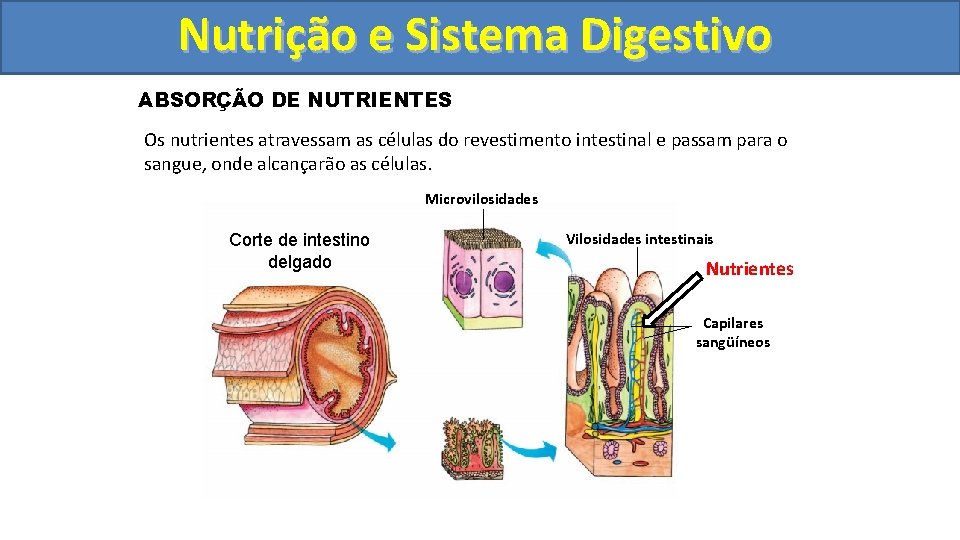 Nutrição ee Sistema Digestivo ABSORÇÃO DE NUTRIENTES Os nutrientes atravessam as células do revestimento