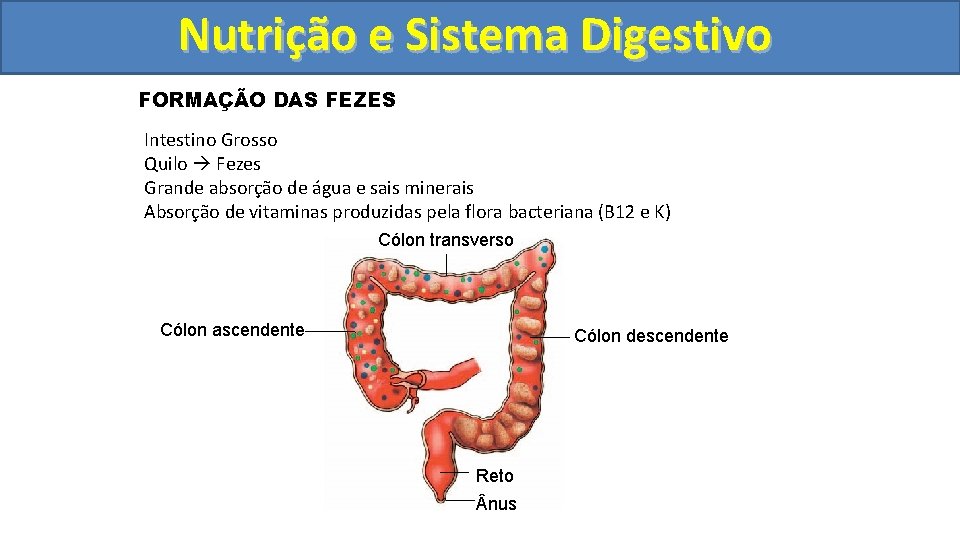 Nutrição ee Sistema Digestivo FORMAÇÃO DAS FEZES Intestino Grosso Quilo Fezes Grande absorção de