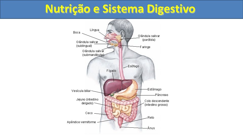 Nutrição ee Sistema Digestivo Boca Língua Glândula salivar (parótida) Glândula salivar (sublingual) Faringe Glândula