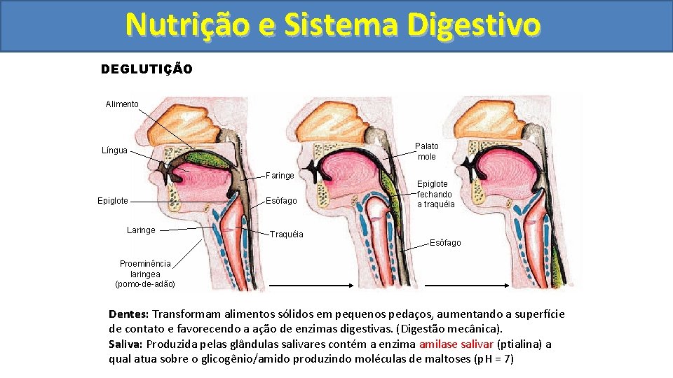 Nutrição ee Sistema Digestivo DEGLUTIÇÃO Alimento Palato mole Língua Faringe Epiglote Laringe Esôfago Traquéia
