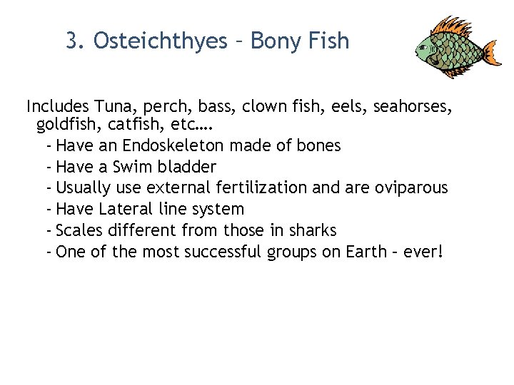 3. Osteichthyes – Bony Fish Includes Tuna, perch, bass, clown fish, eels, seahorses, goldfish,