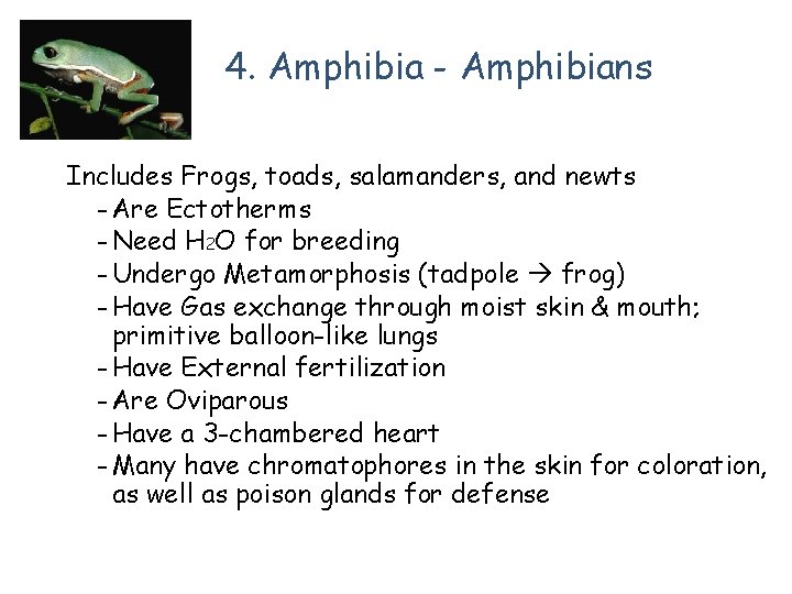 4. Amphibia - Amphibians Includes Frogs, toads, salamanders, and newts - Are Ectotherms -