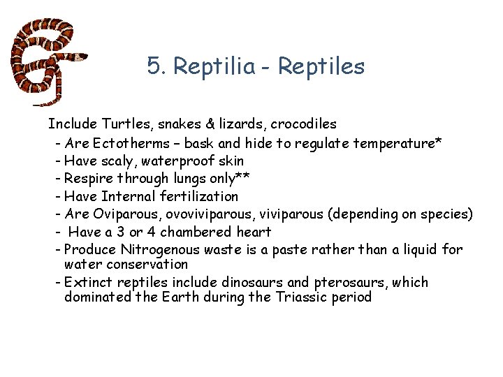 5. Reptilia - Reptiles Include Turtles, snakes & lizards, crocodiles - Are Ectotherms –