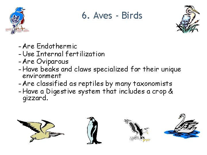 6. Aves - Birds - Are Endothermic - Use Internal fertilization - Are Oviparous