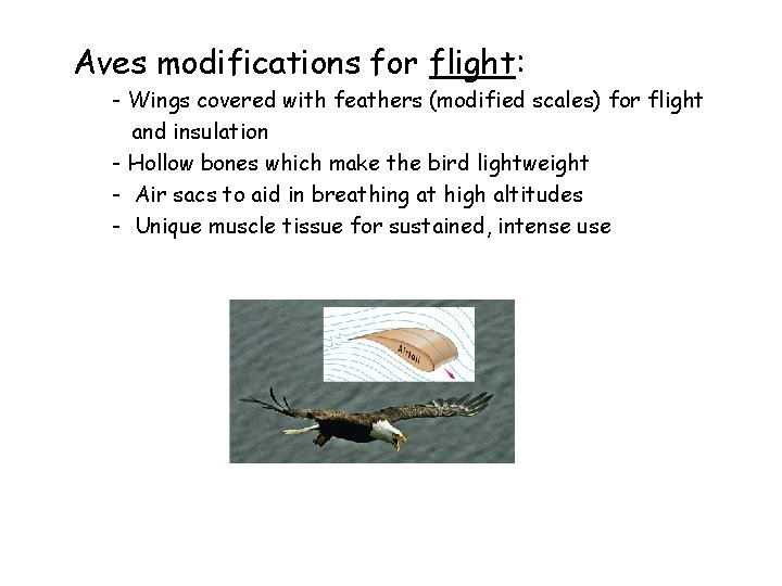 Aves modifications for flight: - Wings covered with feathers (modified scales) for flight and