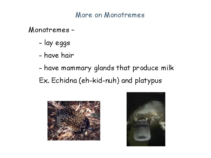 More on Monotremes – - lay eggs - have hair - have mammary glands